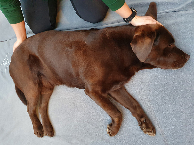 Behandlung von Haustieren