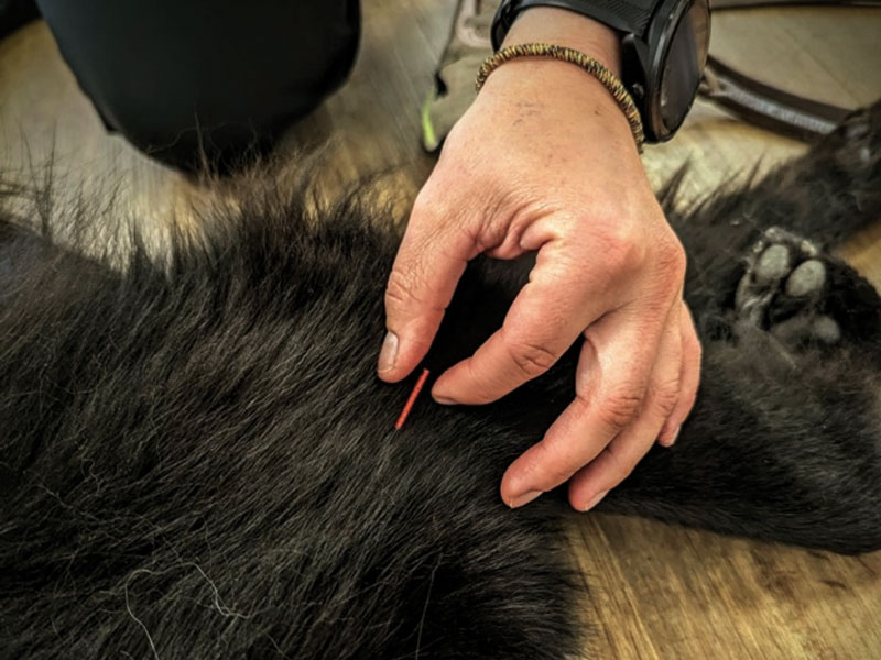 Akupunktur für Haustiere, Schwetzingen, Rhein-Neckar