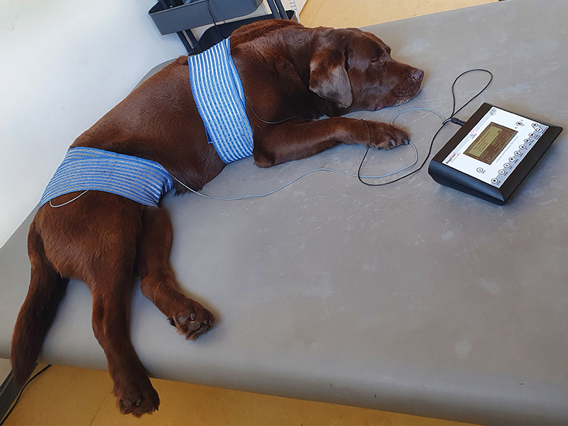 Elektrotherapie für Haustiere, Schwetzingen, Rhein-Neckar