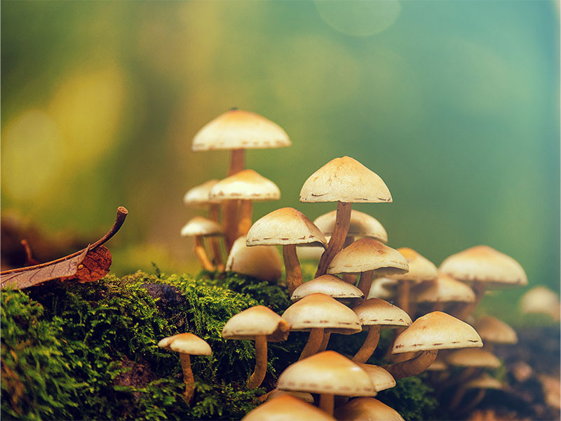 Mykotherapie für Haustiere, Schwetzingen, Rhein-Neckar